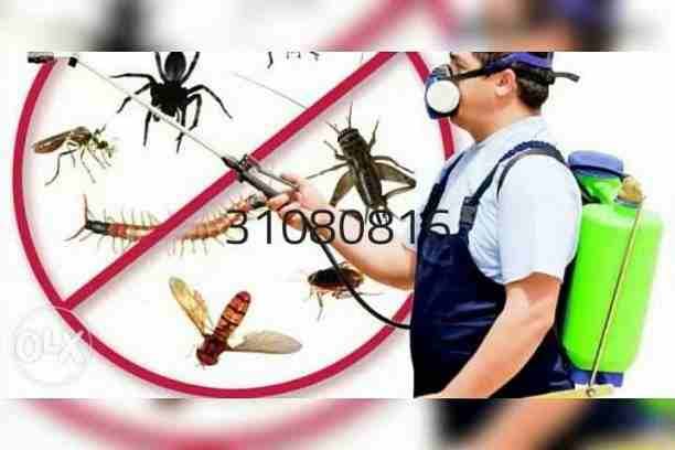 شركة مكافحة الحشرات الصراصير والنمل والبق والفيران وجميع أنواع الحشرات المنزليه خدمه ٢٤ساعه خدمه مميزه ومتخصصه فالقضاا عالحشرات بالضمان ٦شهور بعد وش المبيد للحشرات يرجى الاتصال