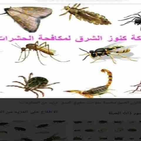 شركة مكافحة الحشرات الصراصير والنمل والبق والفيران وجميع أنواع الحشرات المنزليه خدمه ٢٤ساعه خدمه مميزه ومتخصصه فالقضاا عالحشرات بالضمان ٦شهور بعد وش المبيد للحشرات يرجى الاتصال على ٣١٤٦٣٥٣٦