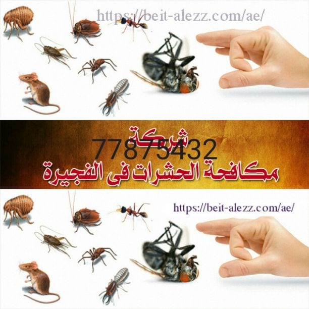 شركة مكافحة الحشرات والصراصير والنمل والبق وجميع أنواع الحشرات المنزلية ضمان 6شهور رجوع مره اخرى مجانا عندظهور اي حشرات